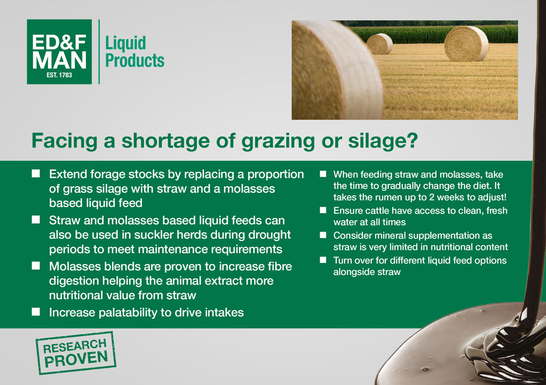 Straw Feeding Postcard